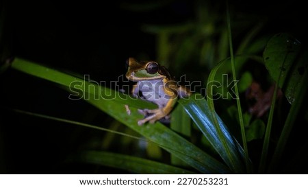 Smilisca phaeota frog (Hypsiboas lanciformis) perched on leaves, at night, in the tropical forest of La Fortuna, Costa Rica Royalty-Free Stock Photo #2270253231