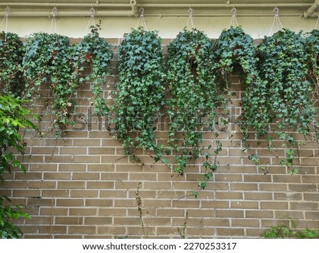 Hedera helix or potted ivy hanging on garden wall. Hedera helix, the common ivy is a species of flowering plant of the ivy genus in the family Araliaceae Royalty-Free Stock Photo #2270253317