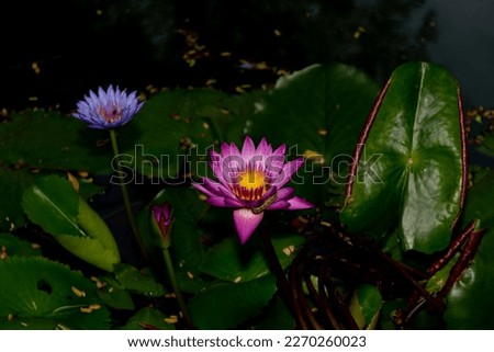 water lily with a worm