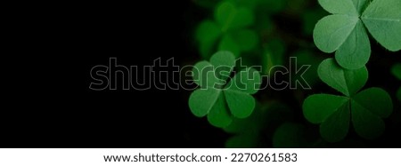 Green clover leaf isolated on dark background. with three-leaved shamrocks. St. Patrick's day holiday symbol.	