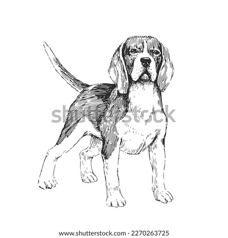 Vector hand-drawn illustration of Beagle in engraving style. Sketch with cute pet isolated on white. A breed of dog for hunting.