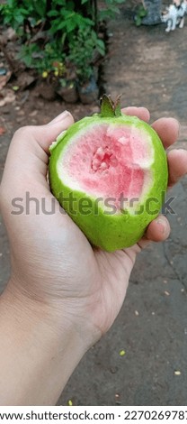 freshly edited picture of delicious guava fruit