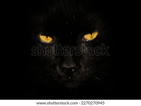 Black cat on a black background with bright yellow eyes Royalty-Free Stock Photo #2270270945
