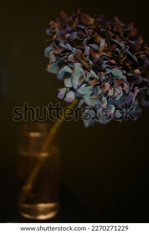 Space hydrangea in a vase