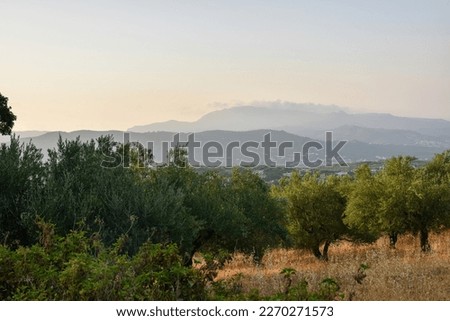 Crete Greece Olive Trees: Discover the historic and natural beauty of Crete, Greece with this stock image of olive trees. 