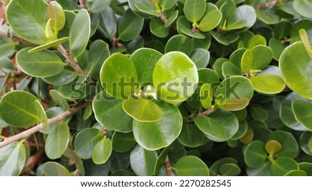 ara-ara china or leaf of chinese fig ficus microcarpa panda

