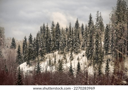 Winter mixed forest in hilly terrain. The trees are covered with snow, beautiful slender Christmas trees. Picture for North Christmas
