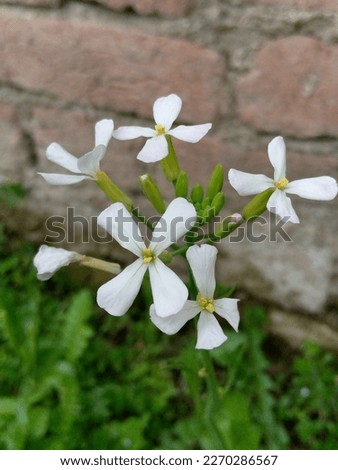 These are radish flowers and now it is the spring season in Swat, Pakistan. The picture shoot on 8th February, 2023.
