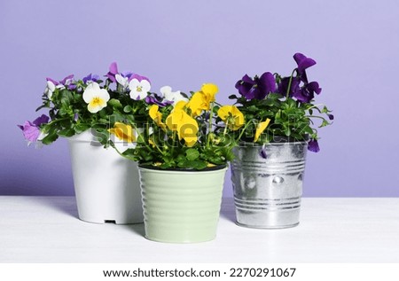 Pots with colorful pansies on a violet background
