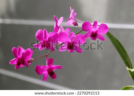 Blooming pink orchid flowers with gray wall background