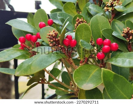Red Berries in the Plant