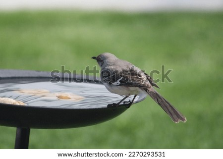 A mockingbird perched on the edge of a bird bath drinking water.