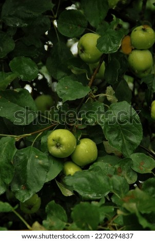 Apple. Green apple. Garden. Wallpaper. Nature background 