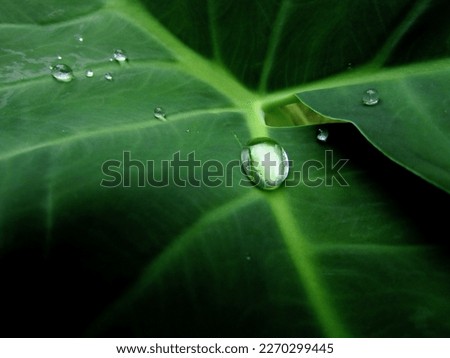 raindrops on taro leaves.  water drop on green leaf.  background of waterdrops on taro leaves Royalty-Free Stock Photo #2270299445