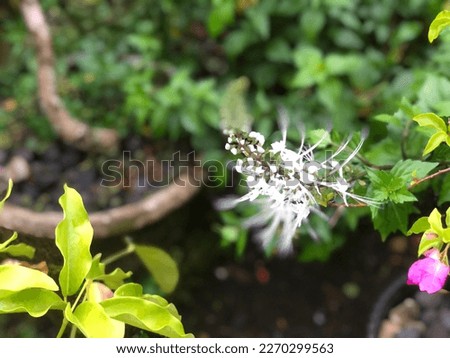 herb plant Orthosiphon aristatus at garden area in ubud bali