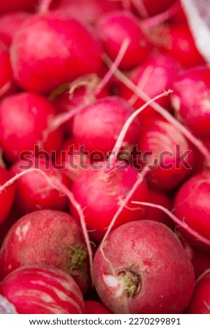 Blurred picture for background. Fresh vegetables. Red radish closeup photo.