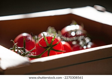 Fresh tomatoes in cardboard box in back light. Low depth of field.