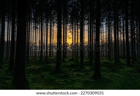 Trees in a dark forest against the background of dawn. Forest in darkness. Darkness in forest. Forest trees background