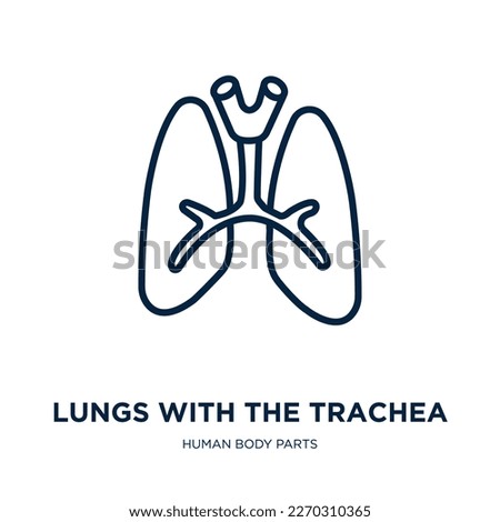 lungs with the trachea icon from human body parts collection. Thin linear lungs with the trachea, trachea, respiratory outline icon isolated on white background. Line vector lungs with the trachea  Royalty-Free Stock Photo #2270310365
