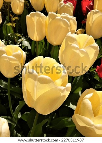 Yellow tulips under the Sun