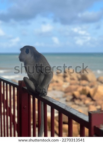 Potrait picture of monkey on the bridge beside the beach