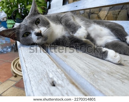 A grey cat lying on a bench with unique pose