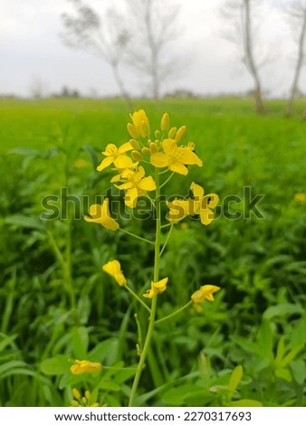 Mustard flavers beautiful flowers natural environment photo beautiful 