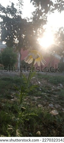 Beautiful white flower with morning sun light look great 