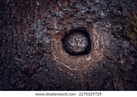 The little owl (Athene noctua) peeks out of a hollow in the trunk of a tree. Funny photo. 