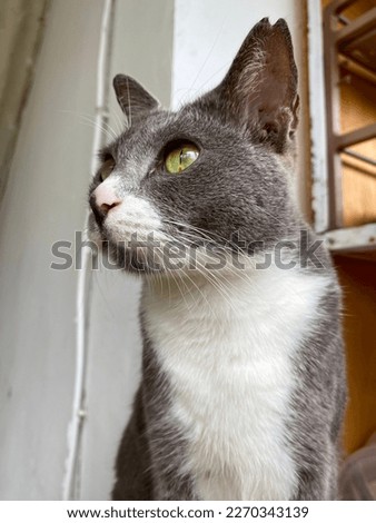 A grey cat get annoyed by the camera.