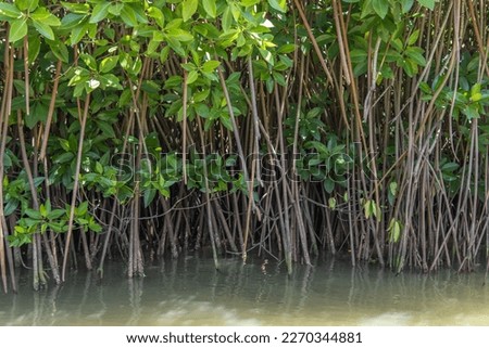Aerial root system of the trees in mangrove forest above the water level and penetrated deep in to the soil underwater Royalty-Free Stock Photo #2270344881