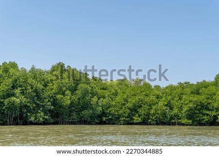 Mangrove forest canopy in a straight line with water under it and sky covering the top part of the photo