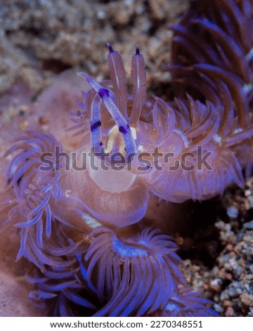 Underwater macro photography of sea slugs, nudibranchs and small animals living under the sea.
