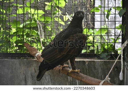 eagle in a breeding cage