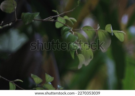Abstract outdoor green plant photo