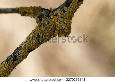 Lichen Xanthoria parietina in close view on dead branch