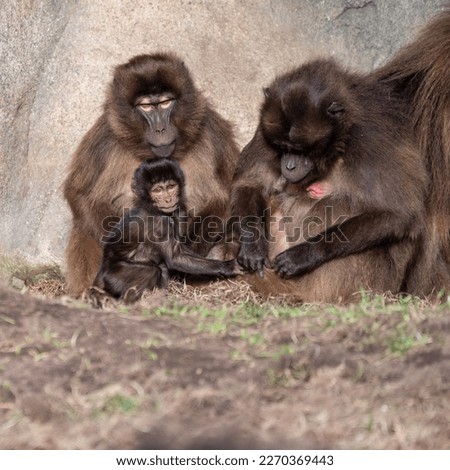 Family of Gelada Monkeys Together