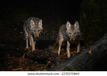 Two Coyote (Canis latrans) hunting at night. Royalty-Free Stock Photo #2270370869