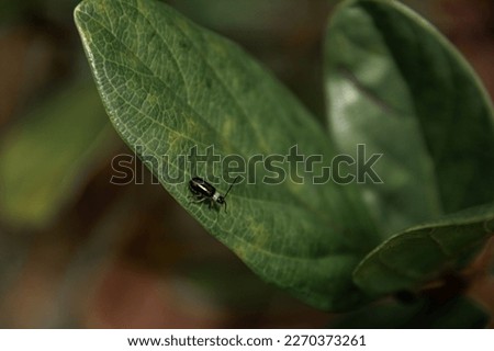 Insect on tree leaf in cerrado matogrossense brazil