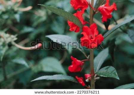 cute natural red flowers in vintage
