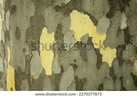 Texture of the bark of the Platanus (London plane) tree. Platan bark wooden background. Close up, macro. Natural tree bark texture. Royalty-Free Stock Photo #2270377873