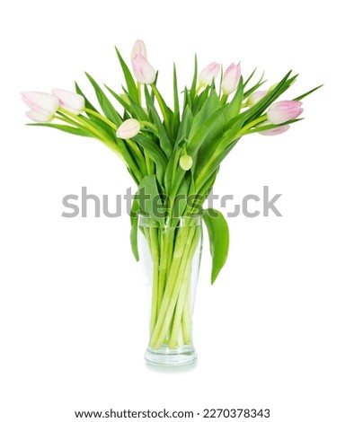 Bouquet of pink tulips in a clear vase. Isolated on white background Royalty-Free Stock Photo #2270378343