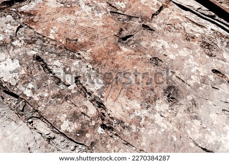 Petroglyphs rock drawings of ancient people animal deer on stones in the Altai mountains in Siberia in the afternoon.