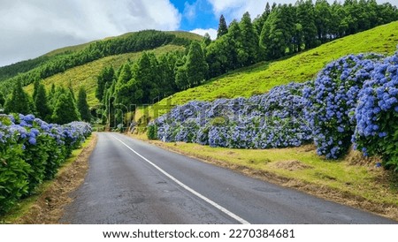 Flowering street with beautiful blue hydrangeas on Sao Miguel, Azores, Portugal Royalty-Free Stock Photo #2270384681