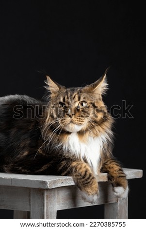 The Maine Coon lies on a dark cloth against a dark background and looks forward. Noble purebred cat. Purebred noble cat lies on a dark cloth
