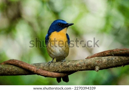 Tickell's blue flycatcher (Cyornis tickelliae) is a small passerine bird in the flycatcher family. Bird is perching on a branch for looking his next catch. Colourful male tickell's blue flycatcher.