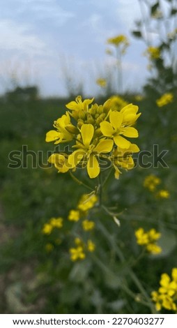 Mustard Plant and flower photos.