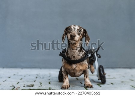 The dog stands in a wheelchair in front of the wall and looks at the camera Royalty-Free Stock Photo #2270403661