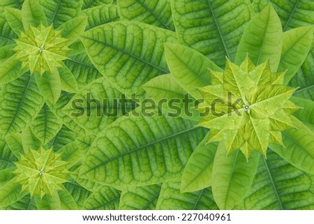 Idea from leaf.( Pattern Green from leaf  concept )