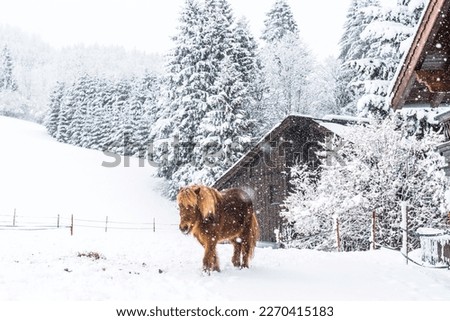 Pony on a pasture in the Alps in winter with snowfall